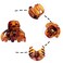 Cobahom 12 Pcs Small Claw Clips 1.2 Inch Plastic No-Slip Mini Clips for Thin Hair Styling Accessories for Women and Girls (Brown)