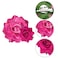Rose Hair Clip Flower Hairpin Rose Brooch Floral Clips, 4 Pcs Fabric Rose Flowers Hair Clips Mexican Hair Flowers Pin up Headpieces for Woman Girl Wedding Party Mother's Day (Hot Pink)