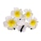 6 Pcs White Yellow Hawaiian Plumeria Flower Foam Hair Clips Alligator Clips Duckbill Clips Hair Barrettes Hair Accessories for Bridal Wedding Party Beach