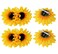 6Pcs Sunflower Hair Alligator Clips Hair Pins Hair Clamp Barrettes Wedding Bridal Hair Styling Accessories for Women Girls Hawaiian Beach Vacation Party Holiday Decoration