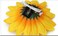 Sunflower Hair Clips Pin Sunflower Floral Hair Barrettes Yellow Sunflower Hairpins BBG55 (2 Pcs-Set)