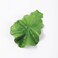 Beaupretty Fake Lettuce Leaves,Artificial Vegetables Lettuces Alligator Hair Clip Vegetable Hairpin Hair Clip Cute Hair Accessories Sweet Barrette Creative Party Headdress for Women Girls