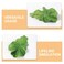 Beaupretty Fake Lettuce Leaves,Artificial Vegetables Lettuces Alligator Hair Clip Vegetable Hairpin Hair Clip Cute Hair Accessories Sweet Barrette Creative Party Headdress for Women Girls
