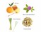 Gilchrist &amp; Soames BeeKind Honey and Lemon Verbena Conditioner - 15.5oz - Moisturizing for all Hair Types, Zero Parabens, Sulfates, and Phthalates