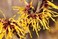 Organic Witch Hazel Oil Raw, Infused, Pressed Herbal Oil Witch Hazel, Sunflower Seed Oil, Astringent, Moisturizer, Hydration 1fl.oz.