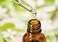 Salvia Bhringraj Oil (Eclipta alba) 100% Pure &amp; Natural - Undiluted Uncut Cold Pressed Premium Oil Use for Aromatherapy, Skin Care &amp; Hair - Therapeutic Grade (3.38 Fl Oz with dropper)