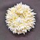 Pretty Charming Artificial Hair Gajra Band(Set of two-new)