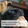 [Lazy Society] Grooming Tonic Hair Mist All-Natural Premium Hair Styling Product, Enhances Volume, Perfect for Styling with a Natural Hair Setting Oil