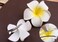 Hawaiian Flower Hair Clips Plumeria Hair Barrettes Clip for Women Girls White Floral Hairpins for Summer Beach Hair Accessories 3pcs