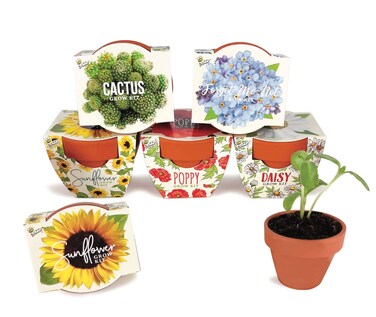 Buzzy Seeds Terracotta Mini Grow Pots   Herb, Plant, Flower Starter Kit for Kids &amp; Adults   Assorted 6-Pack, Daydream Collection   Guaranteed to Grow   Best Indoor-Outdoor Gardening Gift