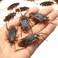 Ksquares Prank Fake Roaches, Favorite Trick Joke Toys Look Real, Scary Insects Realistic Plastic Bugs, Novelty Cockroach for Party, Christmas, Halloween (5)