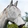 Harrison Howard Horse Fly Mask Long Nose with Ears Original Grey Horse Large