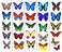 Colorful Temporary Butterfly Tattoos - 5 Sheets - by Butterfly Utopia