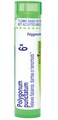 Boiron Polygonum Punctatum 6X for Flatulence, Diarrhea, &amp; Hemorrhoids - 80 Pellets
