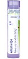 Boiron Allium Cepa 1M for Runny Nose with Clear Discharge - 80 Pellets