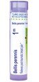 Boiron Bellis Perennis 1M for Post-Traumatic Breast Pain - 80 Pellets