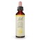 Bach Original Flower Remedies, Cerato - Trust Intuition - Natural Homeopathic Flower Essence for Emotional Balance - Vegan, Gluten Free, Sugar Free - 20mL Dropper