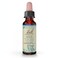 Bach Original Flower Remedies, Beech (Non-Alcohol Formula) - Be More Tolerant - Natural Homeopathic Flower Essence for Emotional Balance - Vegan, Gluten Free, Sugar Free - 10mL Dropper