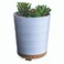 Airome Potted Succulent Medium Essential Oil Diffuser 100 mL Humidifying Ultrasonic Aromatherapy Diffuser 8 Colorful LED Lights, Intermittent &amp; Continual Mist, Auto Shut-Off, White