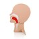 2 Packs CPR Head Section Model, XFT Model of Head for First Aid Training AED Training Kit Accessory CPR Training Equipment Accessory, for First Aid Trainee Beginner (XFT-E0002)