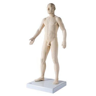 3B Scientific N30 Acupuncture Male Model, 31.5" x 11.4" x 10.2
