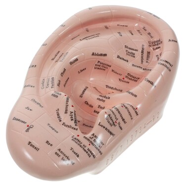 Ear Model: Massage Ear Model Lettering Ear Mold Chinese Medicine Teaching Prop Reflexology Acupoint Learning Display Laboratory Supplies, 17.00X10.00X3.50CM, HT91054XU01KDI15LJKC