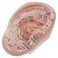 Ear Model: Massage Ear Model Lettering Ear Mold Chinese Medicine Teaching Prop Reflexology Acupoint Learning Display Laboratory Supplies, 17.00X10.00X3.50CM, HT91054XU01KDI15LJKC