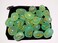 Gemstone Aquva Onyx Rune Set with Velvet Bag