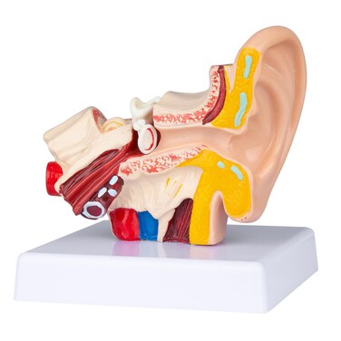 Human Anatomy Ear Model - 1.5 Times Ear Anatomical Model 3D Ear Model Inner Ear Model