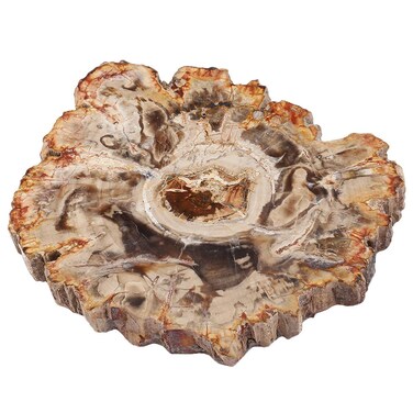 mookaitedecor Natural Petrified Wood Slab Stone Tree Specimen Slice for Reiki Healing Home Decoration Irregular Shape 3.3-4.7 Inch