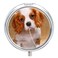 Round Metal 3 Compartment Pill Box, Small Pill Holder for Travel - Dog