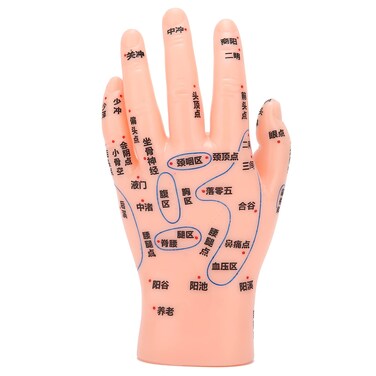 ZJchao Hand Acupuncture Model, Hand Acupuncture Point Model Left Hand Accurate Acupoint Teaching Hand Model Hand Acupoint Massage Area Teaching Tool Acupoint Anatomy Model for Teaching Learning