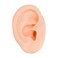 Silicone Left Ear Model, Piercing Practice Body Parts Model, Soft Ear Display Model for Piercing Practice Acupuncture Jewelry Display Teaching