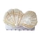 Pearl Mussel Hair Clips,Cellulose Acetate Hair Clips,Small Claw Clips for Girl,Hair Accessories