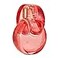 Bvlgari Omnia Coral by Bvlgari for Women 34 oz EDT Spray