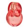 Bvlgari Omnia Coral by Bvlgari for Women 34 oz EDT Spray