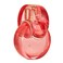 Bvlgari Omnia Coral by Bvlgari for Women 34 oz EDT Spray