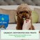 Open Farm Dehydrated Dog Treats High Protein Low Carbohydrate Cod Skins Crunchy Texture Single Ingredient WildCaught Cod Skins Recipe 225oz Pouch
