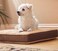 New Age Pet Dog Bed Cushion Crate Pad with Removable Washable Cover Small