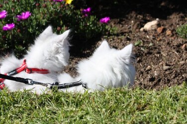 Rogz Reflective Nylon Cat Collar with Breakaway Clip and Removable Bell fully adjustable to fit most breeds Black