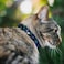 Buckle-Down Disney Breakaway Cat Collar with Bell Plastic Clip Easy Adjustable Electric Stitch Poses Black Neon Blue 85 to 12 Inches 05 Inch Wide