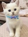 TAMHOO 16 PCS Cute Cat Collars with Bells Breakaway Collars for Girls Small Kittens Pink Bowtie Design Kitten Supplies