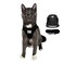 The Fat Cat Travel Cat Harness and Leash Set Adjustable Fit Mesh Cat Harness and Reflective Strap Comfort Walking Vest for Kitten for Outdoor Walking Hiking Large Black