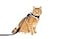 Your Cat Backpack Travel Cat Stray Cat Harness and Leash Set Adjustable Velcro Mesh Cat Harness and Strong Nylon Leash Kit Comfort Escape Proof Harness for Cats Kitten for Outdoor WalkingHiking Medium