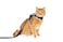 Your Cat Backpack Travel Cat Stray Cat Harness and Leash Set Adjustable Velcro Mesh Cat Harness and Strong Nylon Leash Kit Comfort Escape Proof Harness for Cats Kitten for Outdoor WalkingHiking Medium
