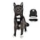 The Fat Cat Travel Cat Harness and Leash Set Adjustable Fit Mesh Cat Harness and Reflective Strap Comfort Walking Vest for Kitten for Outdoor Walking Hiking Extra Small Black