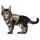 augopapa Tactical Cat Harness for Walking Escape Proof Soft Mesh Adjustable Pet Vest Harness for Large CatSmall Dog