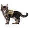 augopapa Tactical Cat Harness for Walking Escape Proof Soft Mesh Adjustable Pet Vest Harness for Large CatSmall Dog