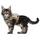 augopapa Tactical Cat Harness for Walking Escape Proof Soft Mesh Adjustable Pet Vest Harness for Large CatSmall Dog L Khaki