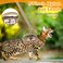SALFSE Tactical Cat Harness and Leash Set for Walking Escape Proof Adjustable Large Cat Vest Harness with Molle Patches Soft Mesh Padding Rubber Handle Easy to Control Khaki
